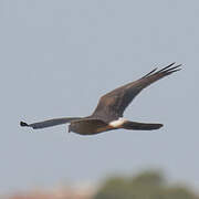 Montagu's Harrier