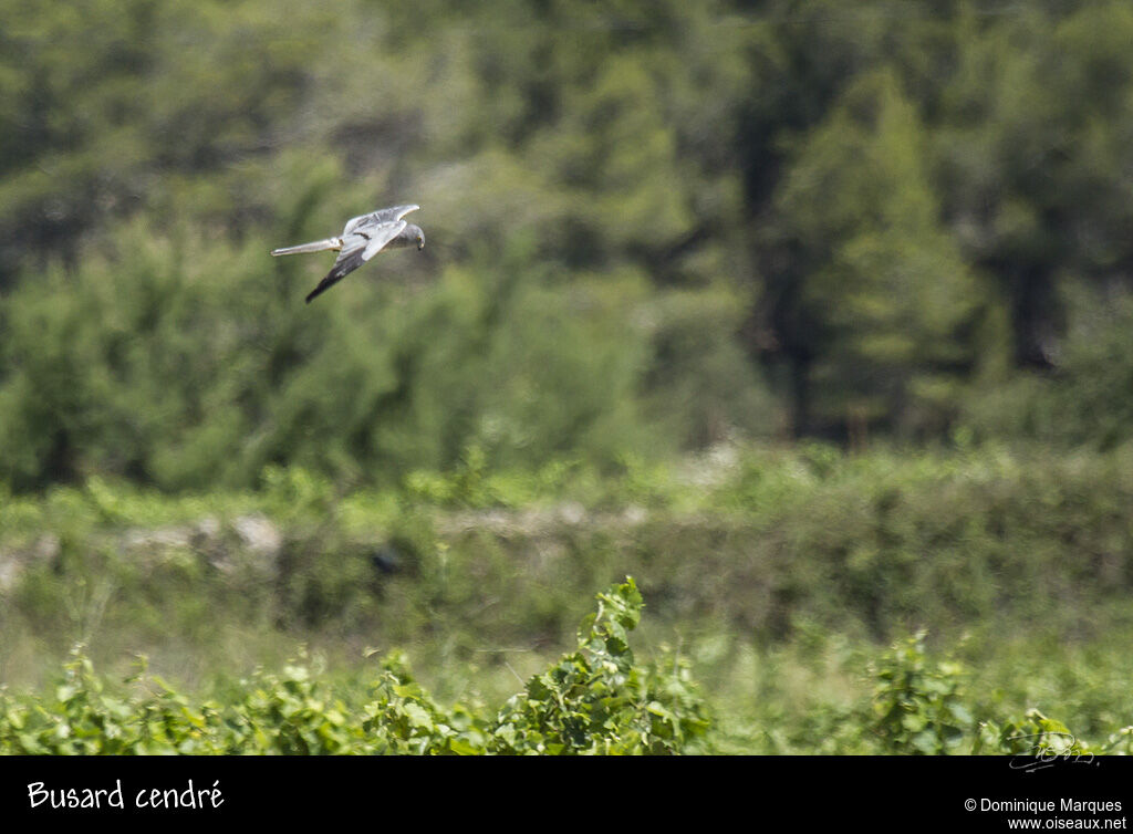 Montagu's Harrier male adult, Flight