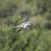 Montagu's Harrier