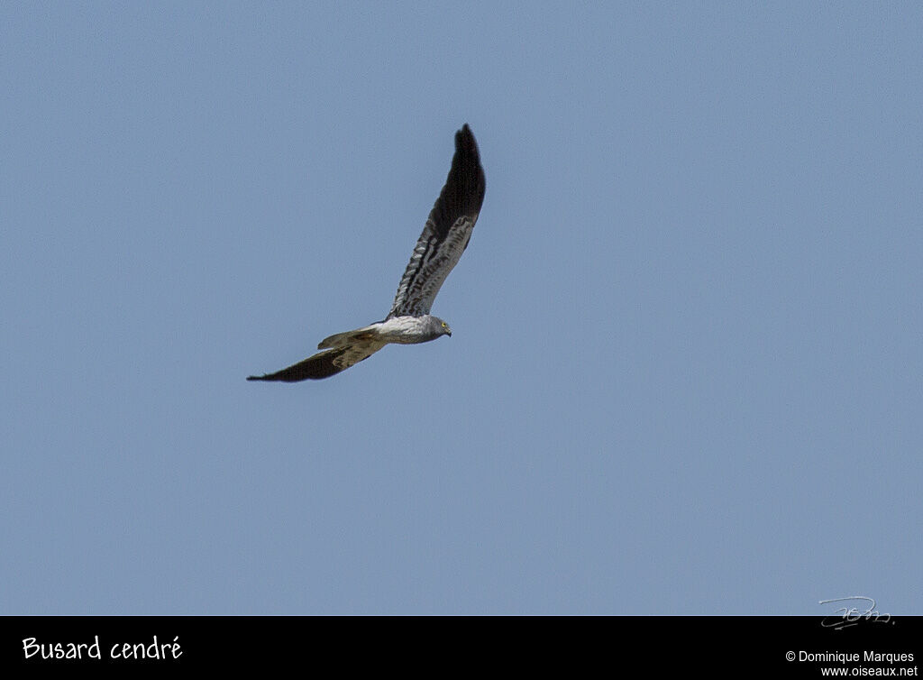 Montagu's Harrier male adult, Flight