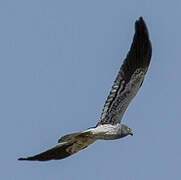 Montagu's Harrier