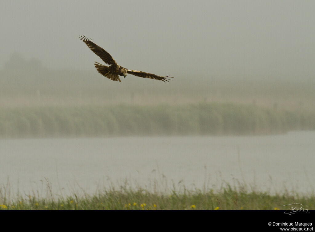 Western Marsh Harrier, identification