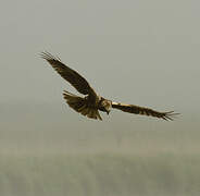 Western Marsh Harrier