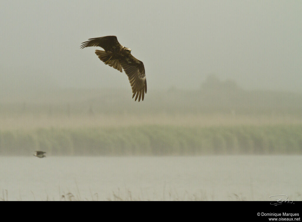 Western Marsh Harrier, identification