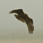 Western Marsh Harrier