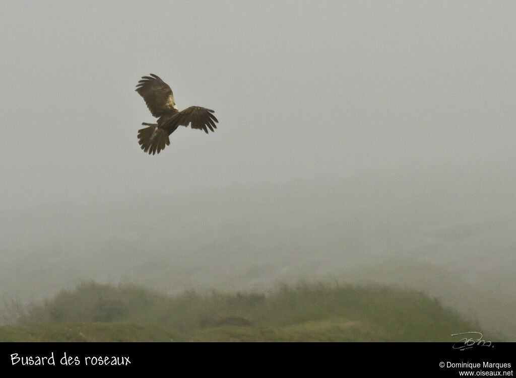 Western Marsh Harrier, Flight