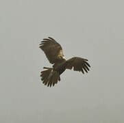 Western Marsh Harrier