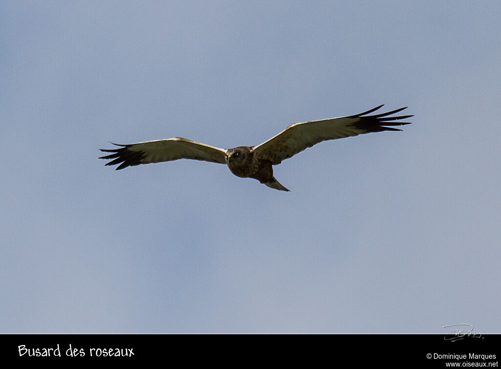 Western Marsh Harrier male adult, Flight