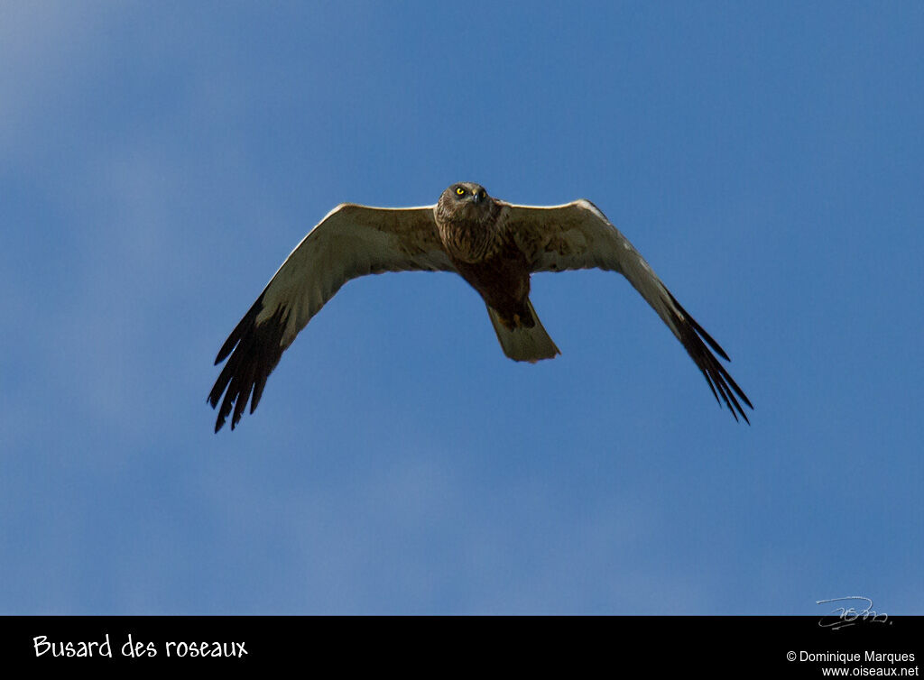 Western Marsh Harrier male adult, Flight