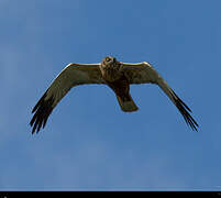 Western Marsh Harrier