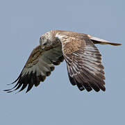 Western Marsh Harrier