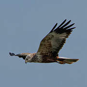 Western Marsh Harrier