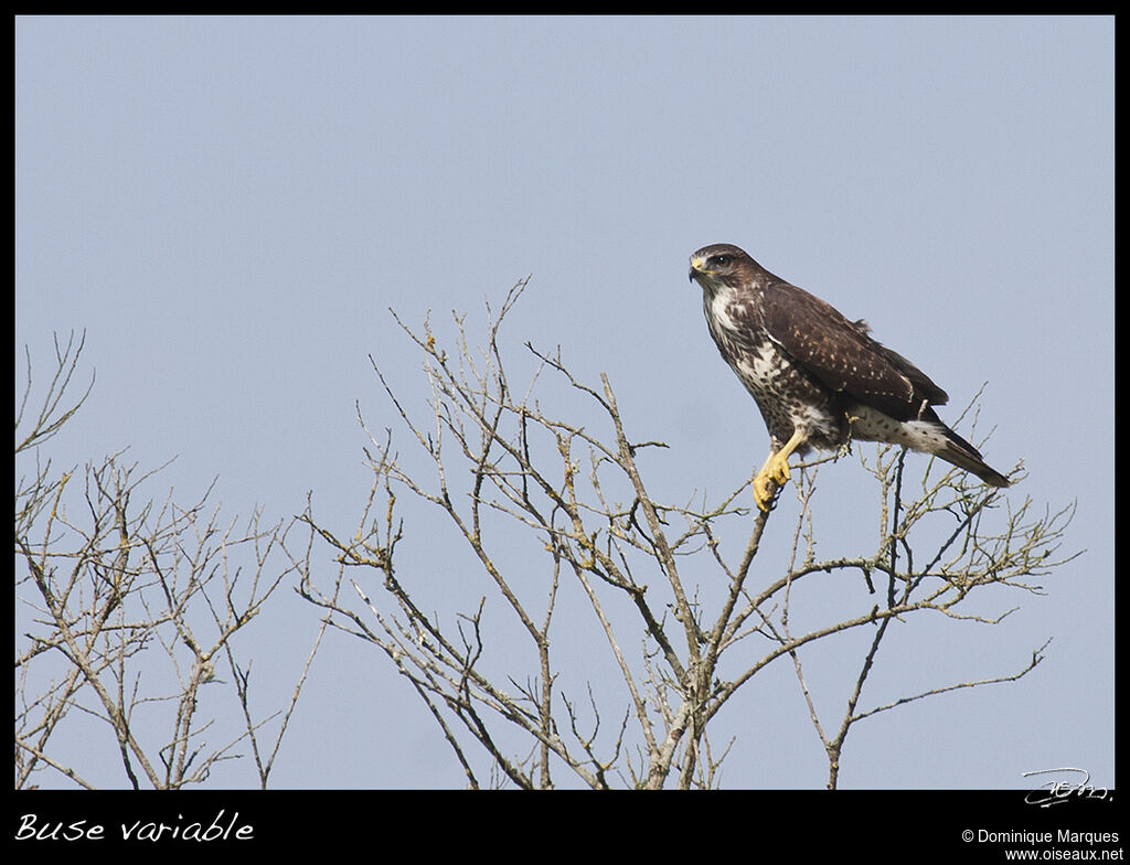 Buse variableadulte, identification