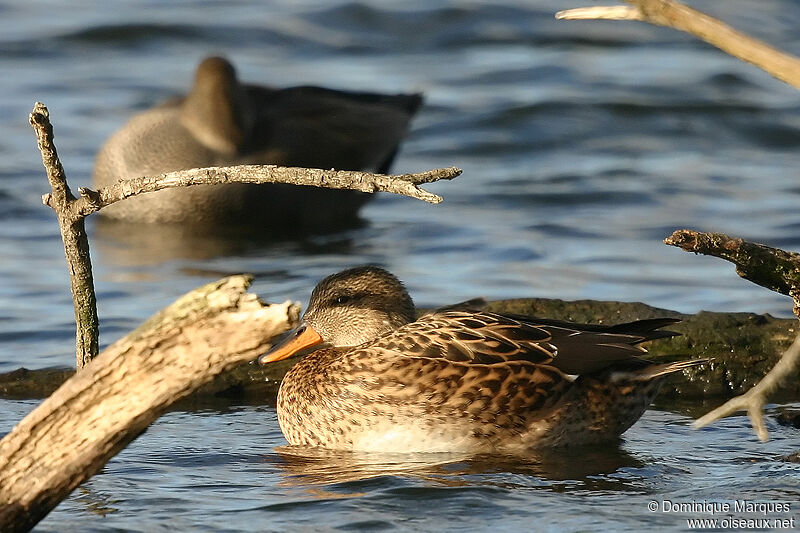 Gadwall female adult, identification