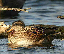 Canard chipeau