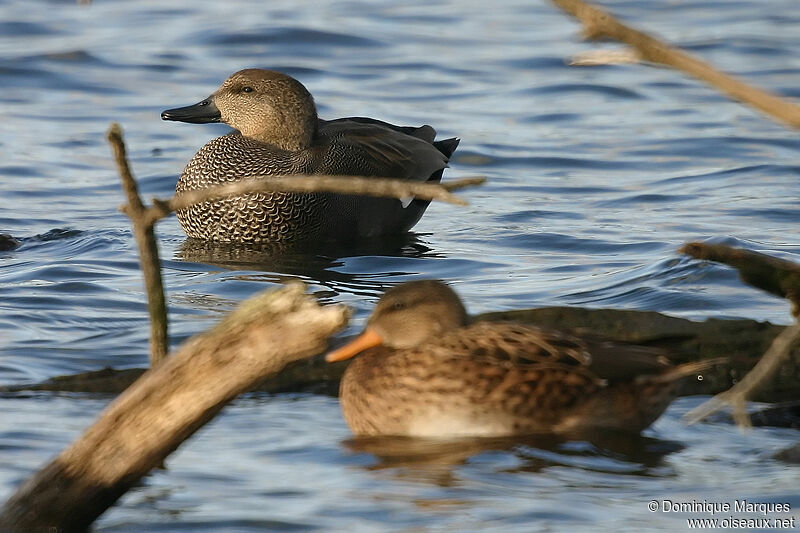 Gadwall male adult, identification