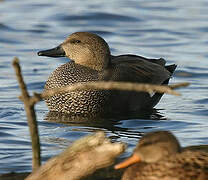 Canard chipeau