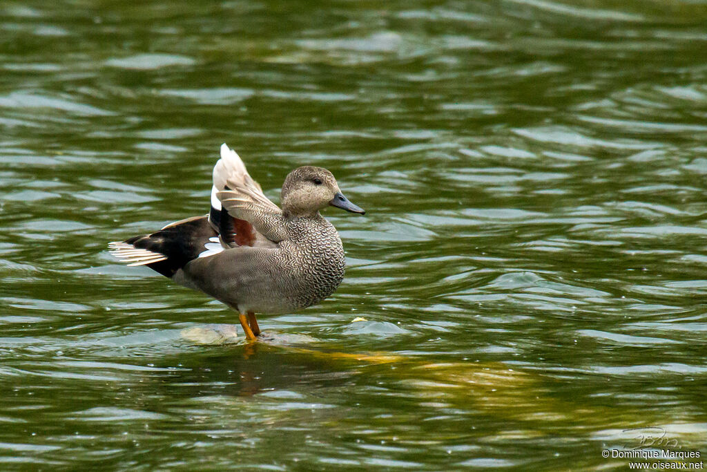 Canard chipeau mâle adulte nuptial, identification