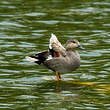 Canard chipeau