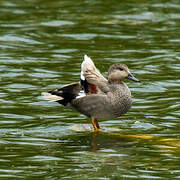 Gadwall