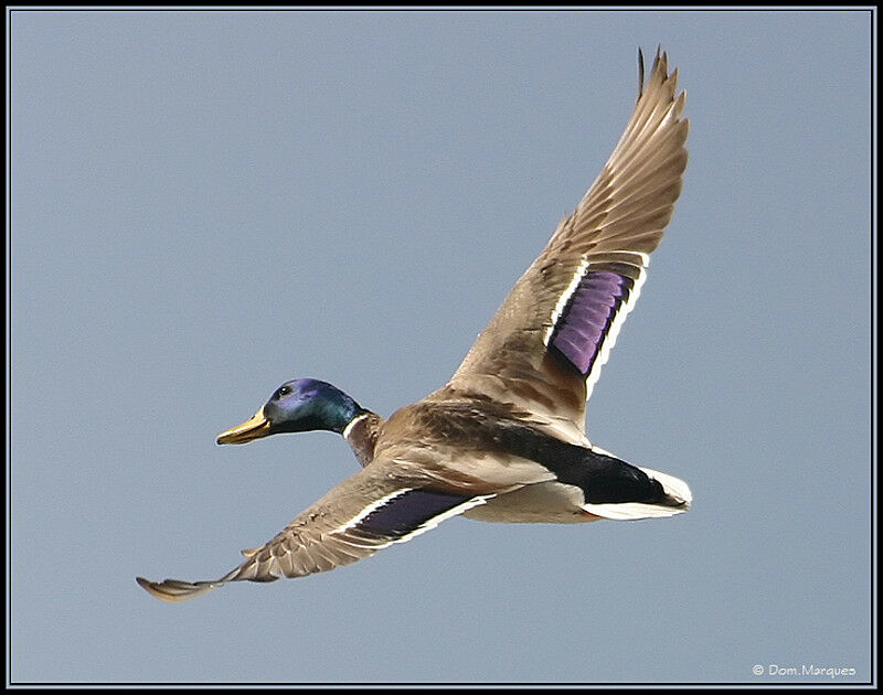 Canard colvert mâle adulte