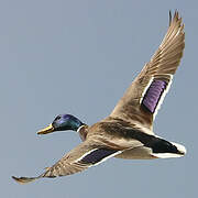 Mallard