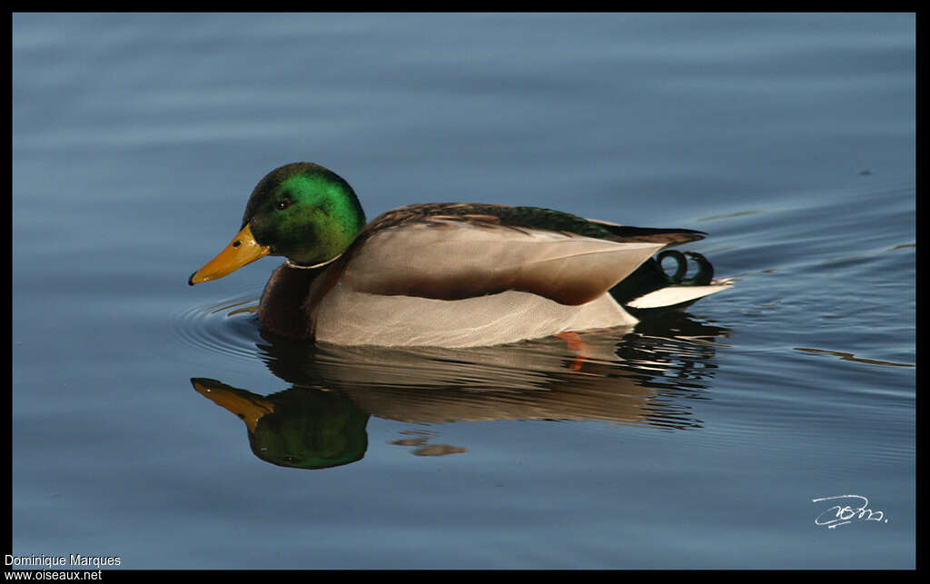 Canard colvert mâle adulte nuptial, identification