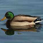 Canard colvert