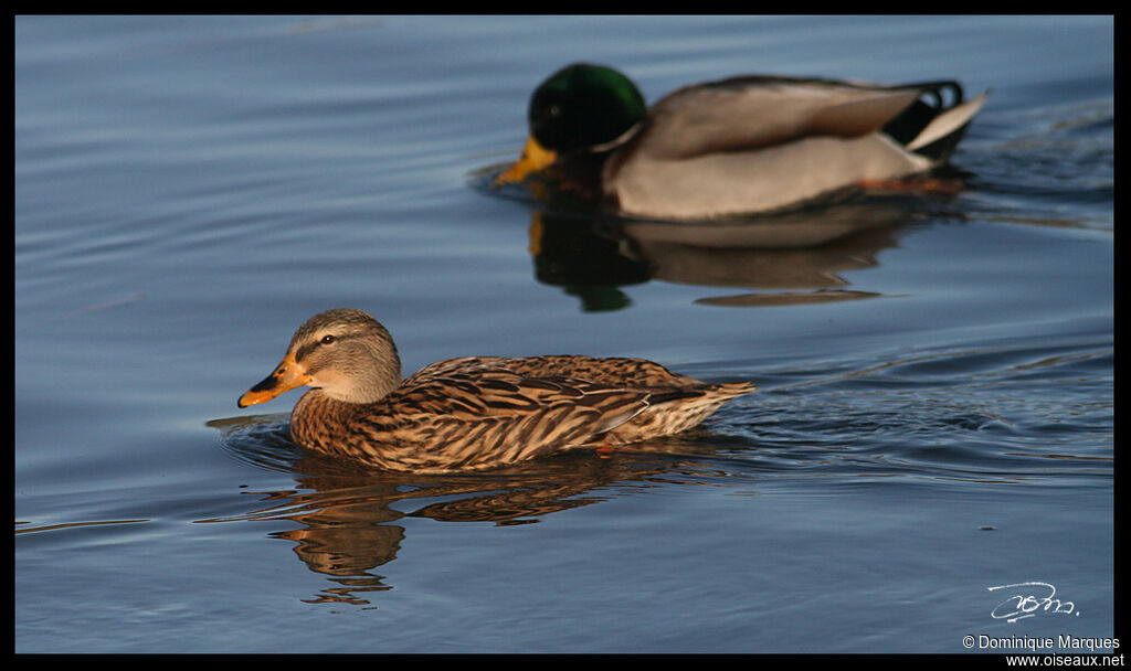 Mallard adult