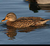 Canard colvert