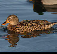 Mallard