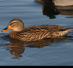 Canard colvert