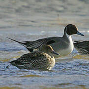 Canard pilet