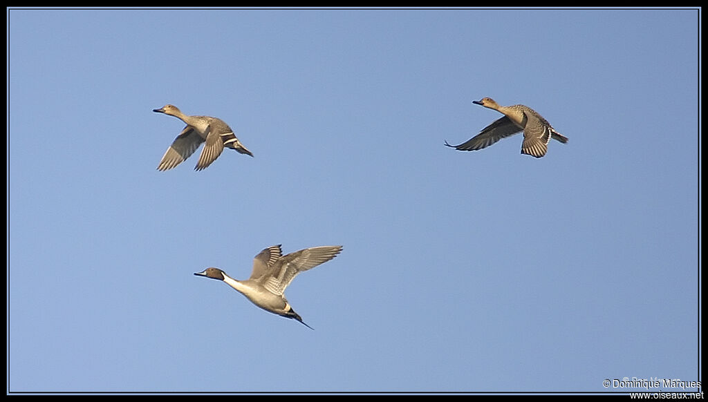 Canard piletadulte, Vol