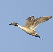 Northern Pintail