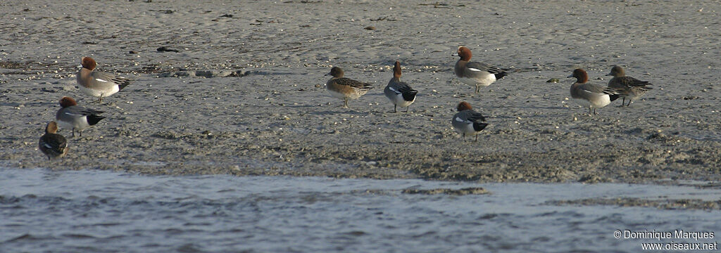 Canard siffleur adulte, identification