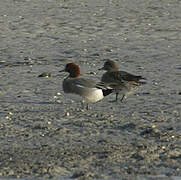 Eurasian Wigeon