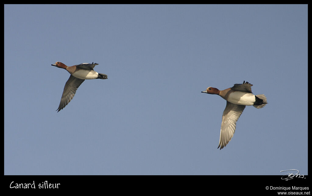 Eurasian Wigeon male adult, Flight