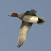 Eurasian Wigeon