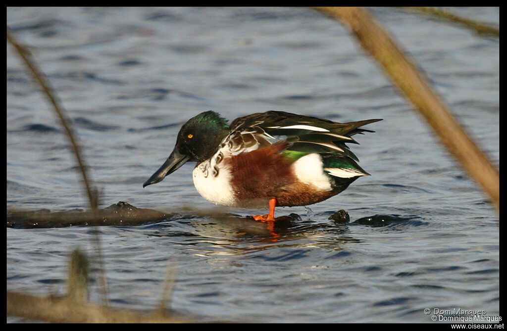 Canard souchet mâle adulte, identification