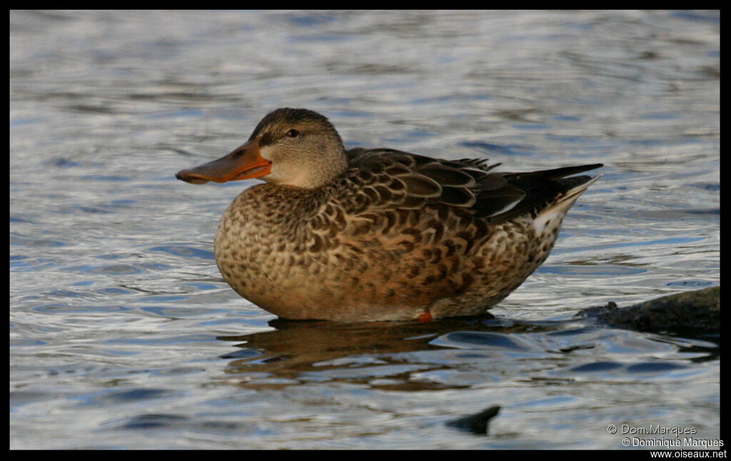 Canard souchet femelle adulte, identification