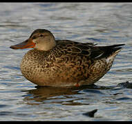 Canard souchet