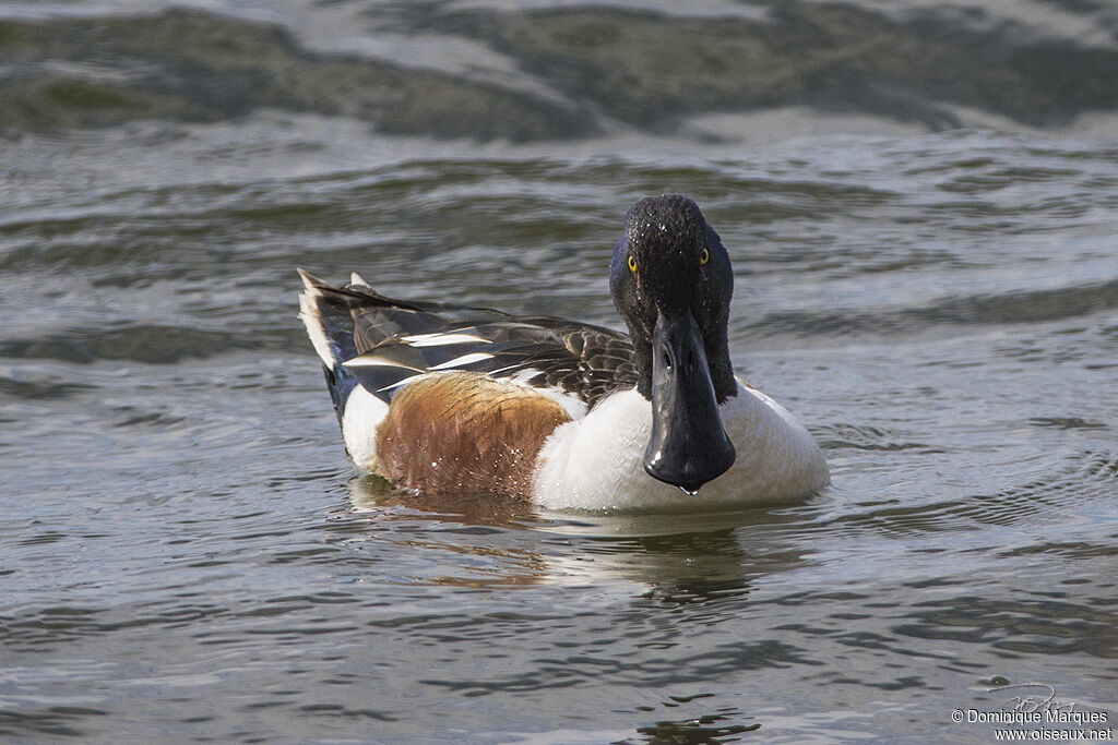 Canard souchet mâle adulte, identification