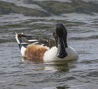 Canard souchet