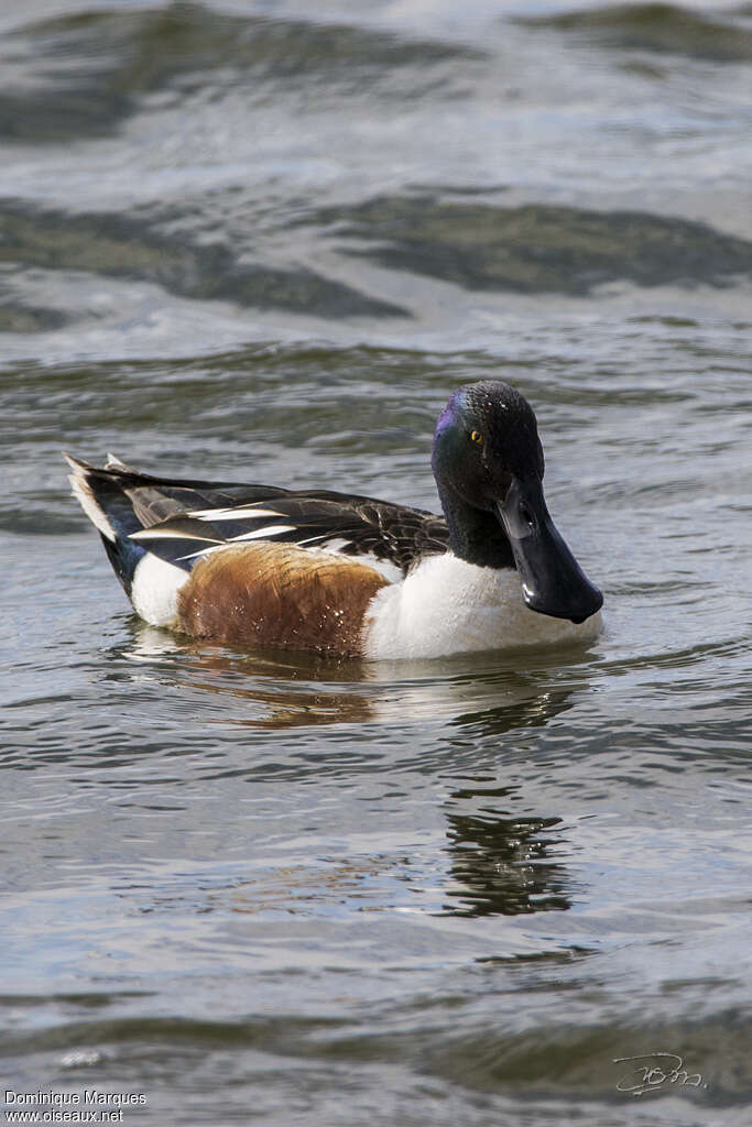 Northern Shoveler male adult breeding, identification