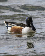 Northern Shoveler