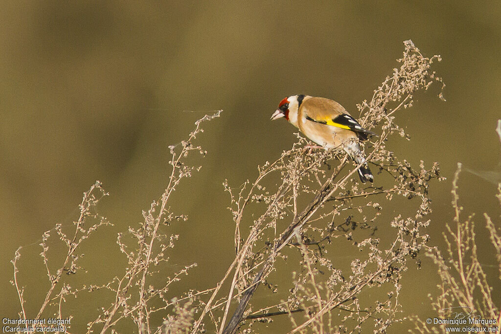 European Goldfinchadult, identification