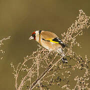 European Goldfinch