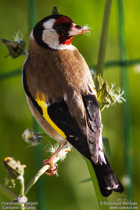 European Goldfinchadult, identification