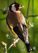 European Goldfinch